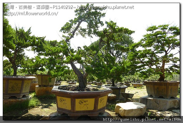 ea3ed 89f459af7221133f001c0bbb8633e382 大型庭園樹~台灣真柏~#10081801 大型庭園樹專區(Garden Tree)