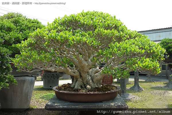 ea4fe 4bb0b9f526961 大品榕樹盆栽 盆栽(Bonsai)