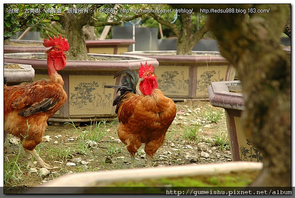 ea560 6fadf6308447f65520fc2e81dd20fc8c 盆栽樂趣~除草幫手~九斤雞 盆栽樂趣(Travel)