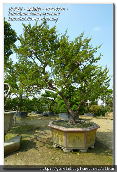 eafd0 normal 6a60f7d48fd46cde424a24dd8a04b428 超大型庭園樹~台灣真柏~4米高~#11022601 大型庭園樹專區(Garden Tree)