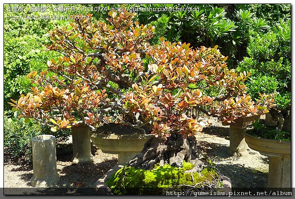 eb900 1b87767ecbd6ec244b0854a0df3c1103 收藏專區~珍貴象牙樹~剔葉整枝作業~#10060101 收藏專區