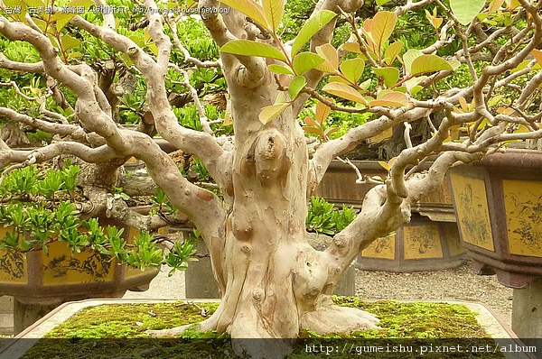 ed6d7 4bce343535489 花果盆栽~台灣土芭樂~10042103 成品(Complete Bonsai)