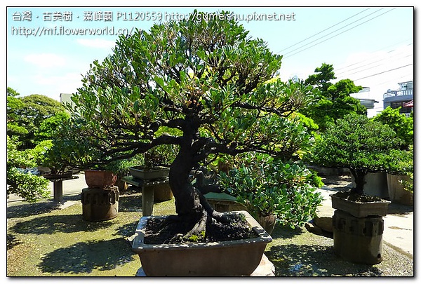 ee1fb f56cf7aa084170fbfdc166212ef0c08f 中品盆栽~象牙樹老盆栽~#10042701 中品