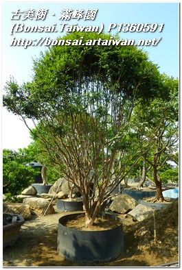 ee582 p1360591 大型庭園樹(Garden tree)~嘉寶果樹(Jaboticaba)~#11082501 嘉寶果(Jaboticaba)