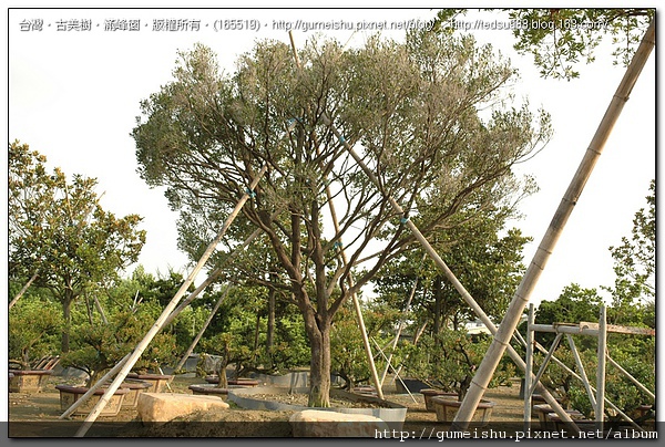 ee986 4d7ab3662a50a133476cb5bfacb0dc9c 超大型庭園樹~象牙樹~五尺巨物~#10060301 大型庭園樹專區(Garden Tree)