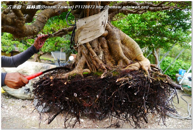 ef266 p11208731 老榕新生換盆記~#10031601 盆景(Penjing)