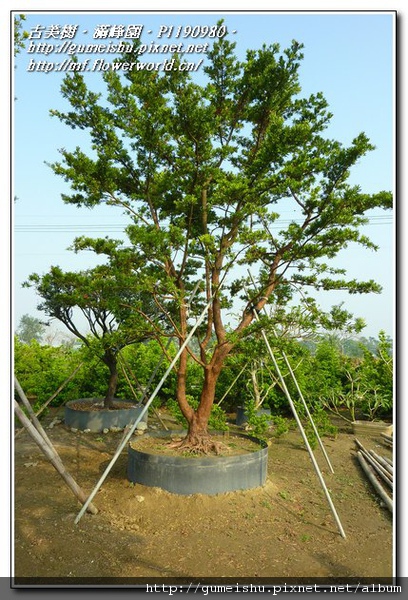 efbdd normal 5f7427e211c9437aa19a43db21ef592e 超大型庭園樹~蘭嶼羅漢松~#10120601 根盤