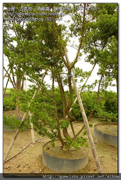 f0752 705e8938d3d2a7cd1bc3bcb052c65711 庭園羅漢松~改造~變身大盆栽~#10060102 素材(Material)