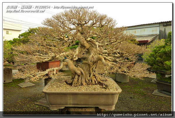 f07fa normal e3a7af21cafc3d8458c2843a2c1bc7f6 超大型盆栽~百年老榕~#10031601~落葉姿 百年老樹