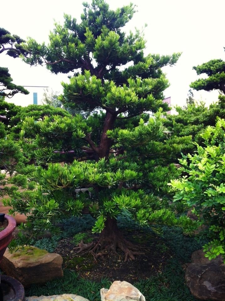 f0d47 20130122 175003 2013／1／22@羅漢松 羅漢松(Podocarpus costalis)