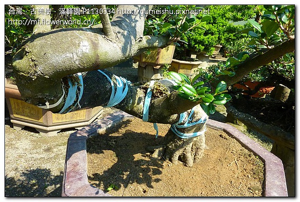 f19c5 d368f6b14625d99f032342bbec1ac87b 精選素材~象牙樹~180度之大旋轉~#10071801