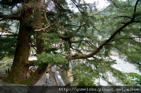 f1a37 4bb6742701720 (新聞轉載)稱霸東南亞　谷關五葉松神木高壽1200年 新聞分享