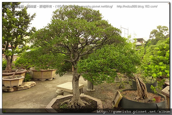 f22f6 fd9d7d6c4346038e32c583520553dd52 大型庭園樹~象牙樹~有型自然體~#10052701 大型庭園樹專區(Garden Tree)