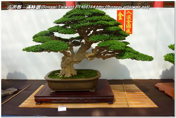 f3311 p1400164 2011 台南市盆栽展~2011 Tainan City Bonsai Exhibition~#2