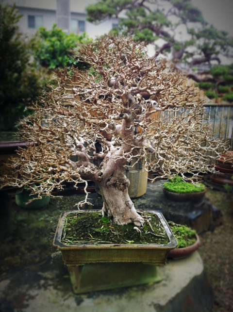 f3676 20120228 121415 九重葛@2012/2/28 九重葛