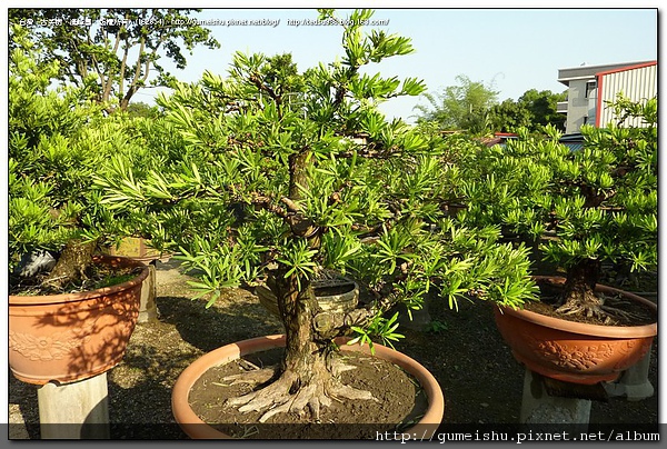 f3a30 4bf1ccc71a7a7 蘭嶼實生羅漢松盆栽~整枝記錄~#10051102~(作業完成)