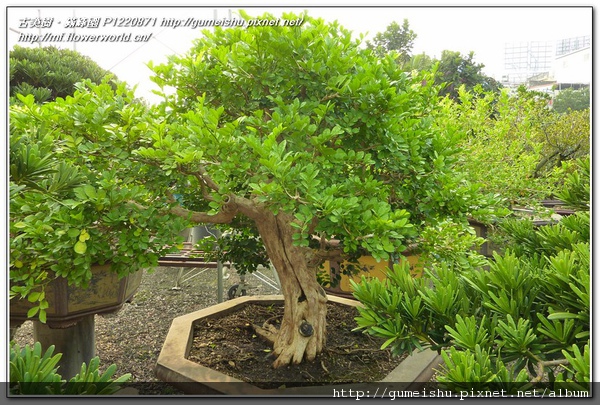 f3b77 normal a84a75401ba6b25102d4ce50ed3ecfed 大品盆栽~台灣七里香~#10041402~日常管理No.1 七里香(Common jasmine orange)