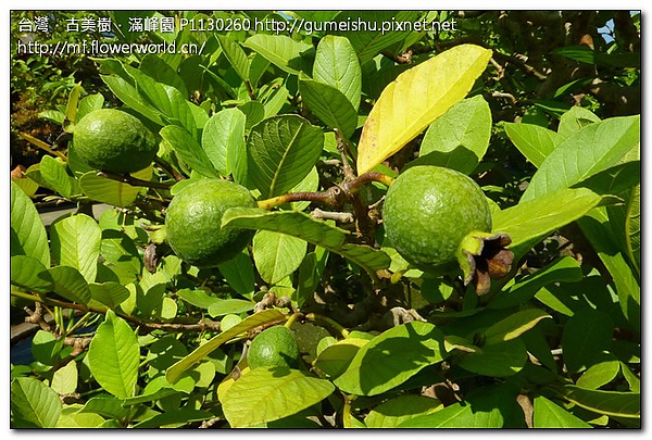 f4631 6f145bc4a7d52db0ec8694a6009a5d01 花果盆栽~超成品果樹~芭樂~#10011501~結滿果子 花果盆栽(The flower bonsai)