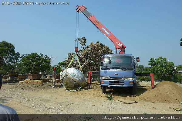f5468 4bb524fc18f49 巨木木蓮(荷花玉蘭)種植記 大型庭園樹專區(Garden Tree)