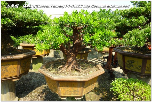 f652e p1410958 大品盆栽~蘭嶼羅漢松~#10101201~@201111 整枝
