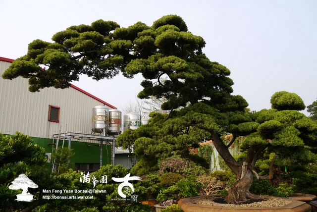 f6943 p1210405 俠風の味．真柏 大型庭園樹專區(Garden Tree)