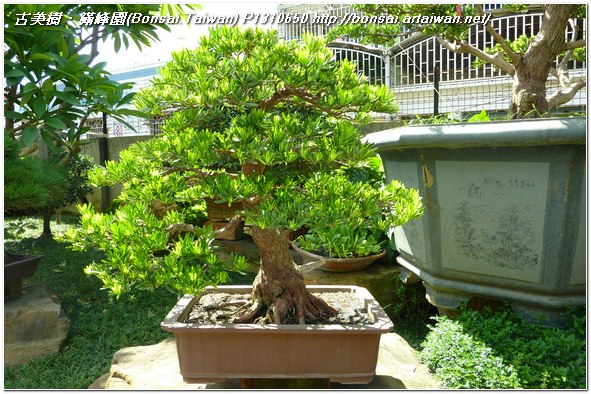 f75bc p1310650 大品盆栽~蘭嶼羅漢松~#11061701 盆景(Penjing)