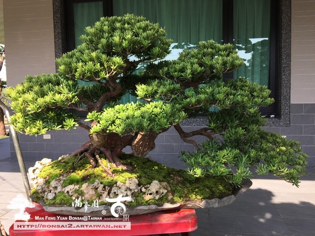 f7c07 16541648443 293aa7fb08 o [晶鑽羅漢松]細緻の美感(4) 盆栽