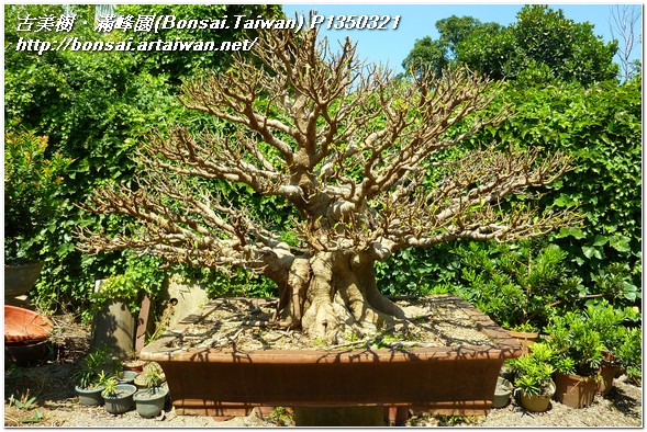f8c92 p1350321 大品盆栽~榕樹(Ficus microcarpa)~#11082401 盆栽(Bonsai)
