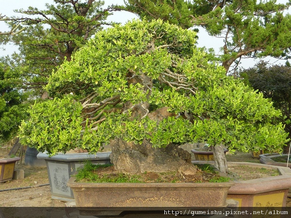 f8ea1 4b66cee042105 大型盆栽-石朴-大山氣勢，難得樹材~(已蒙收藏) 大型盆栽(Grand Bonsai)