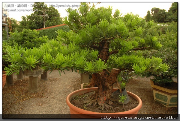 f9043 normal 72a9874d4540cd1d6e31e92ff9bd5a0f 蘭嶼實生羅漢松盆栽~整枝記錄~#10050502