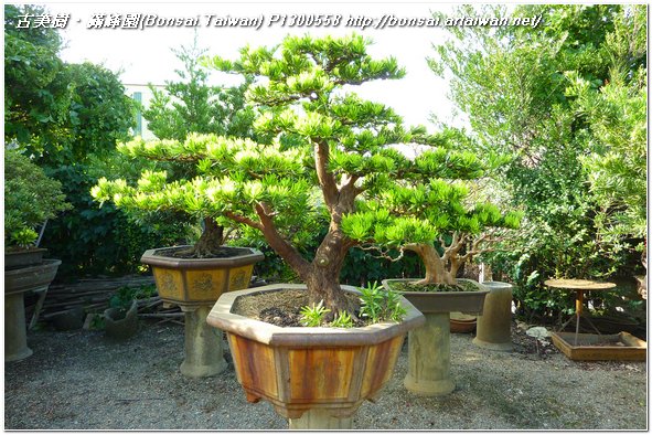 f91bf p13005581 大型盆栽~蘭嶼羅漢松~#10051002~整枝作業 整枝
