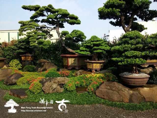 fb9af 15605773358 480f7bce7a o 晨光之美 真柏(Juniperus chinensis)