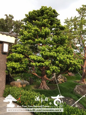 fbd33 img 0436 [羅漢松]持之以恆的灌溉，就會發現感動 大型庭園樹專區(Garden Tree)
