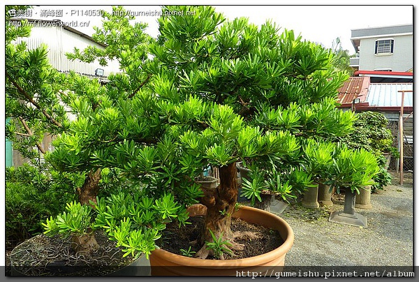 fd9be 2971b1c1dc550f5087effa79ed8f8395 蘭嶼羅漢松整枝記錄~#10032502~(作業後五個月)