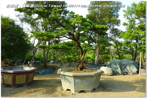 fdbc5 p1480174 大型庭園樹~蘭嶼羅漢松(Podocarpus costalis)~#12050702