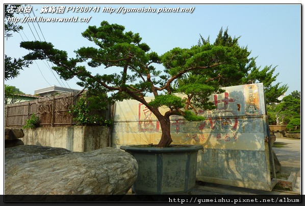 fde9e 19414043aacfc91a9266c05c1e1b73b8 台灣真柏(Juniperus chinensis)培養全記錄~#10091202~梳葉作業二 真柏(Juniperus chinensis)