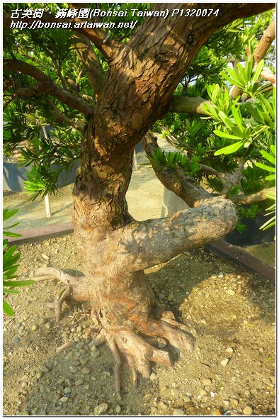 feef2 p1320074 長期計劃專題~蘭嶼羅漢松~#11070501 長期計劃(Plan)