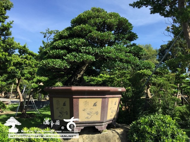 ff0af img 7600 [象牙樹]老樹逢春 頂級盆栽