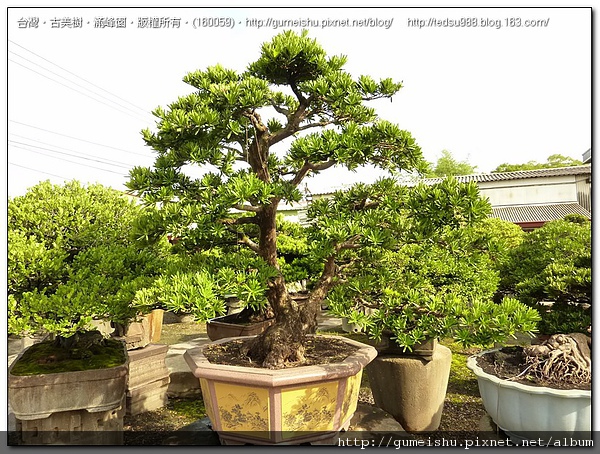 ff8e0 4bf9b8b31bc55 大型羅漢松盆栽~空間之美~#10032901 收藏專區