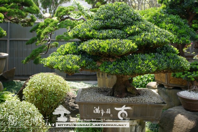 2fd17 p1470326 [羅漢松]摘茶更莫別思量，處處分明是道場 頂級盆栽