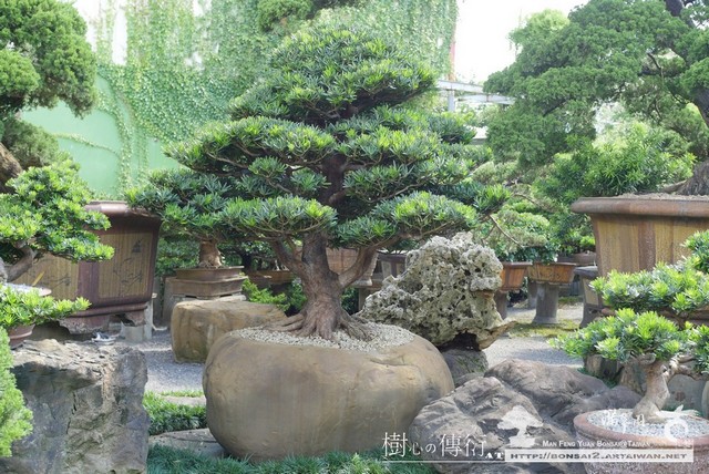 49d49 p1020403 [羅漢松]石上(2).超大型盆景.整理 頂級盆栽