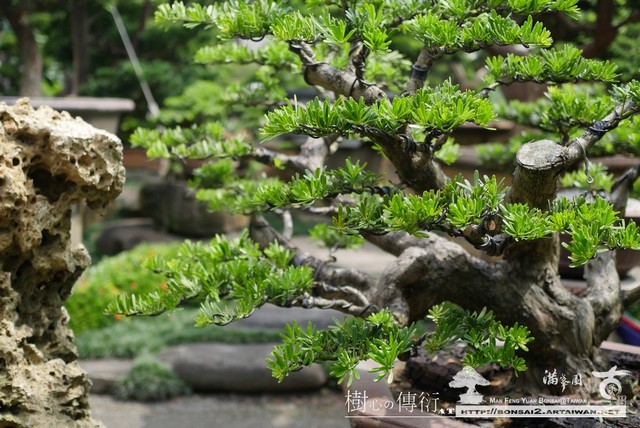 40c4e p1040739 [長期計劃]老素材の趣味.晶鑽羅漢松.整枝作業(1) 晶鑽羅漢松(Diamond Podocarpus costalis)
