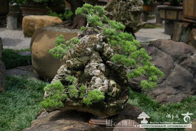 5e235 p1050356 [附石]樹、石、苔，共生の趣(2) 附石盆景(rock with tree)