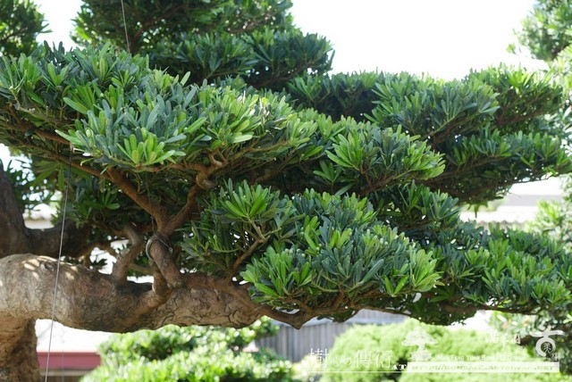 7a624 p1010819 [羅漢松]等待，是為了下一次的蛻變(5) 蛻變專題(The plan)