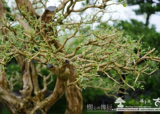 P1050839 [七里香]等待，是為了下一次的蛻變(6) 等待，是為了下一次的蛻變