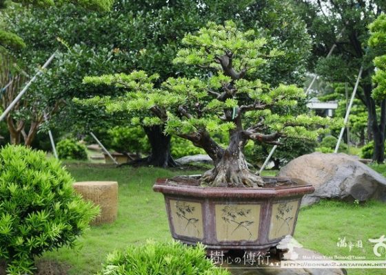 P1050584 [晶鑽羅漢松]等待，是為了下一次的蛻變(7) 等待，是為了下一次的蛻變