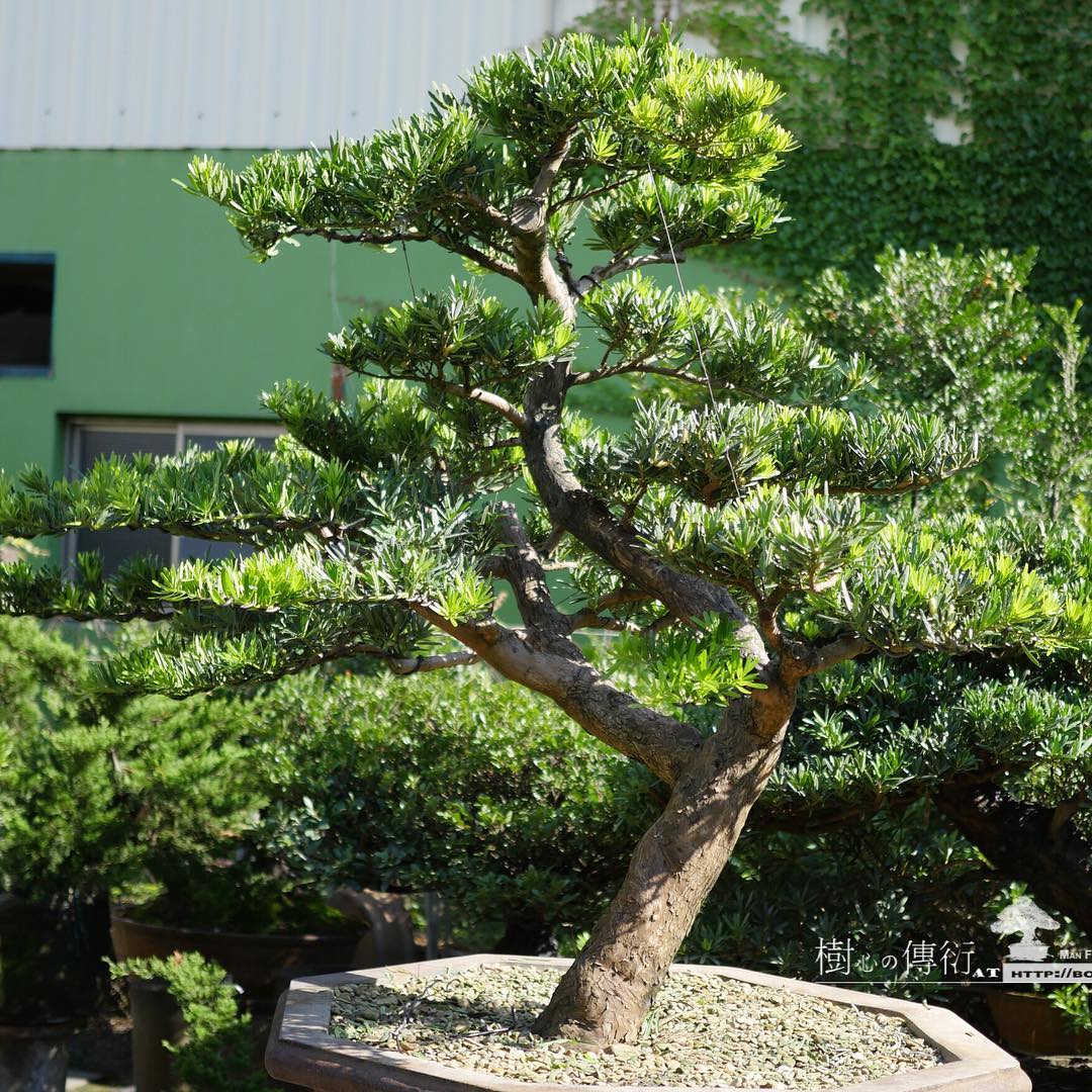 a34aa 14515608 582343821954250 7114551937856438272 n 恭賀新年，金雞如意！ 古美樹(Gumeishu)