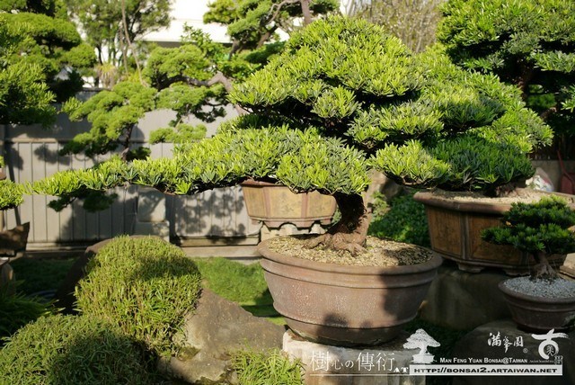 P1480015 [羅漢松]等待，是為了下一次的蛻變(8) 蛻變專題(The plan)