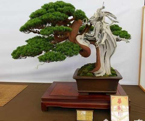 P1140290 [展覽]2016全國華風盆栽展 頂級盆栽