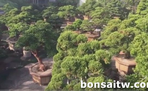 2019 05 04 214208 [羅漢松]換個角度，體驗不同的美 HD影片